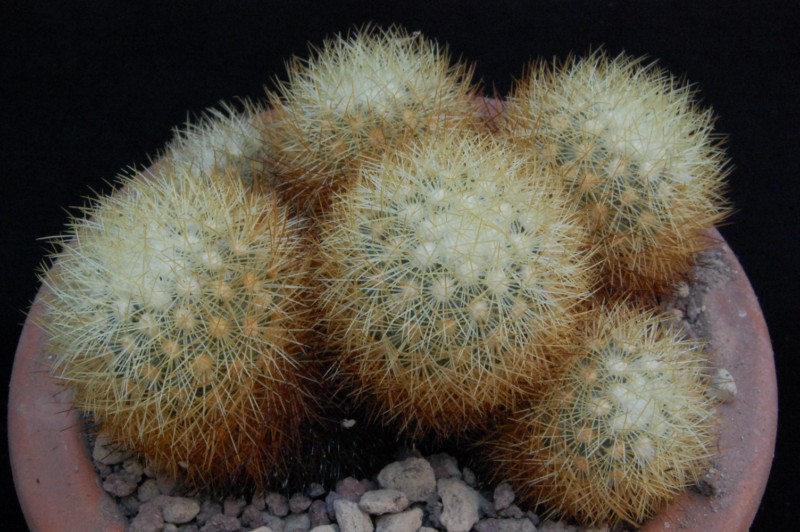 Mammillaria mieheana v. globosa 