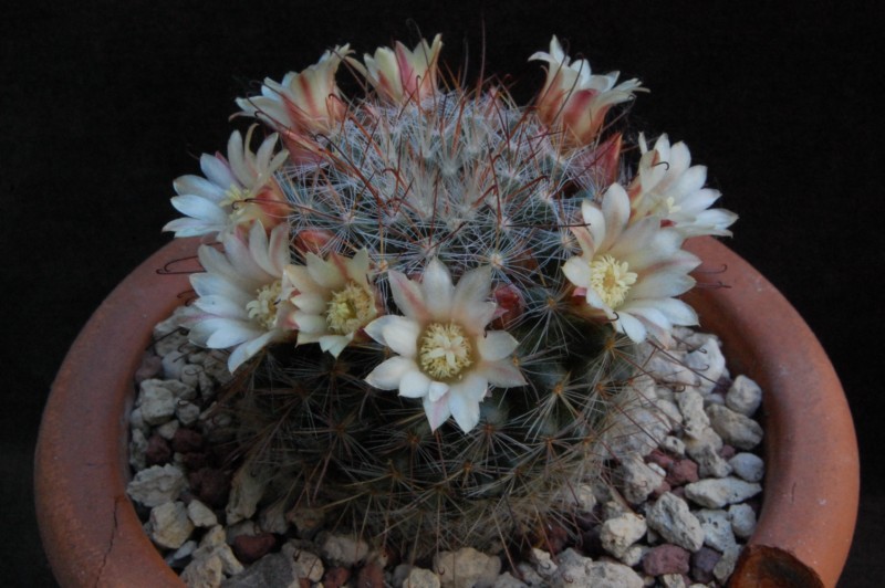 Mammillaria knebeliana 