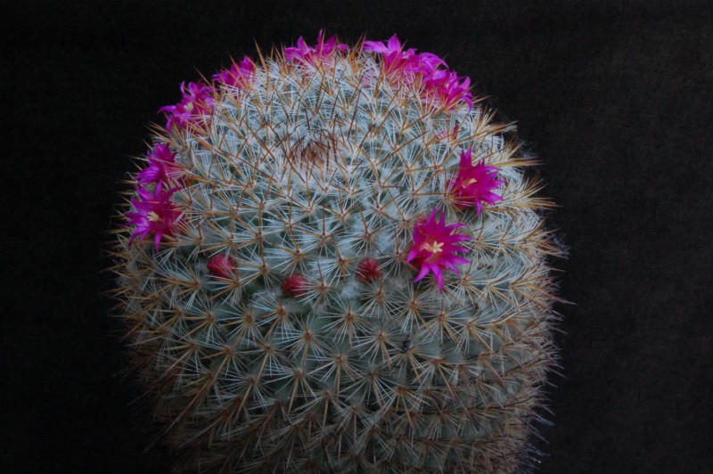 Mammillaria haageana ssp. acultzingensis 