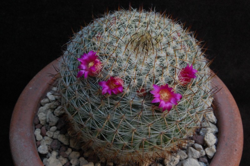 Mammillaria pseudohalbingeri ML 259