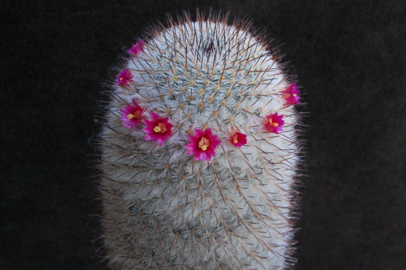 mammillaria haageana ssp. schmollii