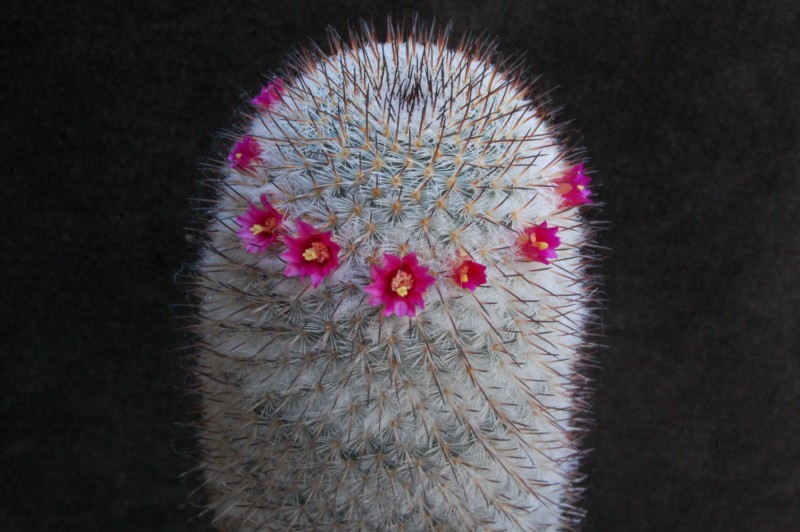 Mammillaria haageana ssp. schmollii FO 235