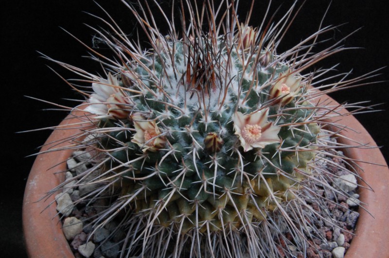 Mammillaria hamiltonhoytea v. pilensis REP 800