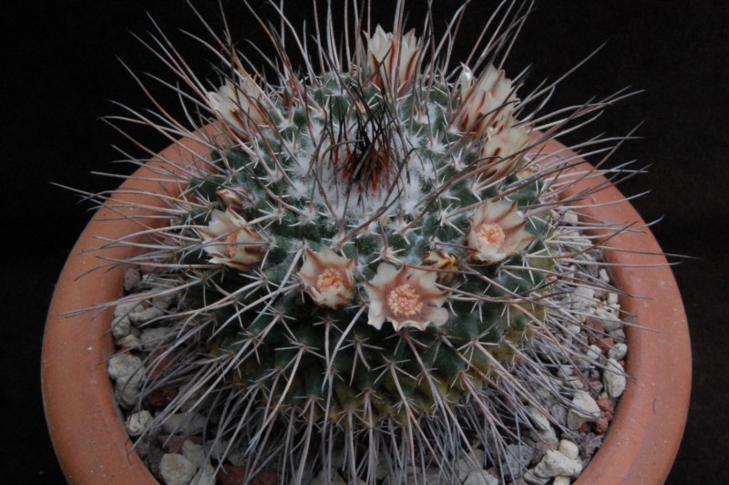 Mammillaria hamiltonhoytea v. pilensis REP 800