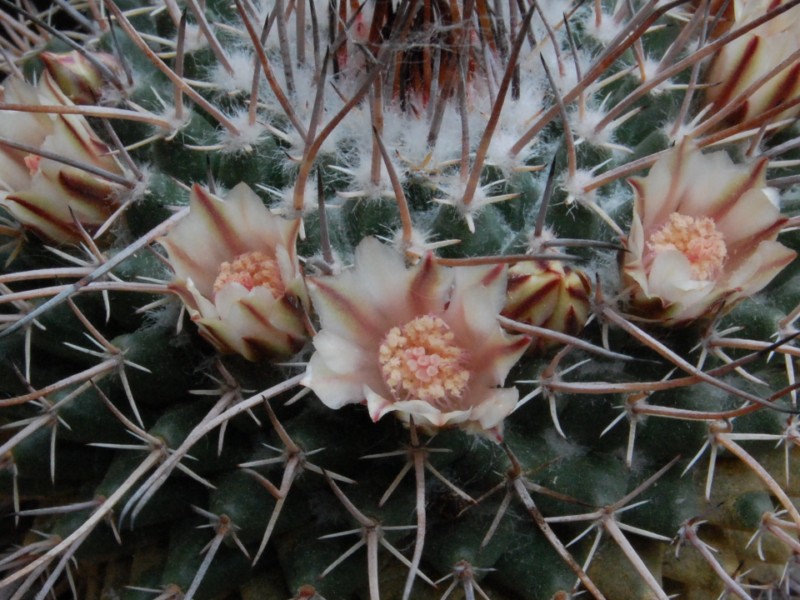 Mammillaria hamiltonhoytea v. pilensis REP 800