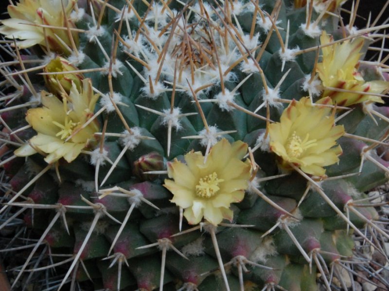 Mammillaria winterae ORB 2.30