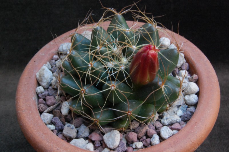 Mammillaria paulii 