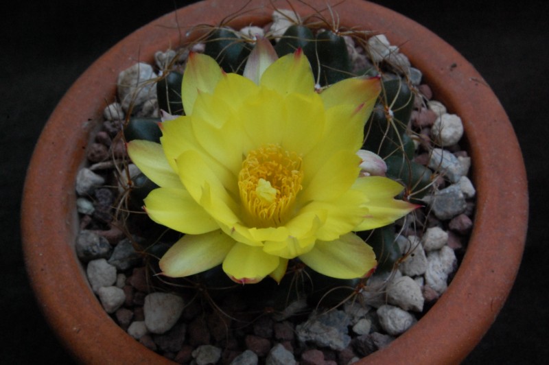 Mammillaria paulii 