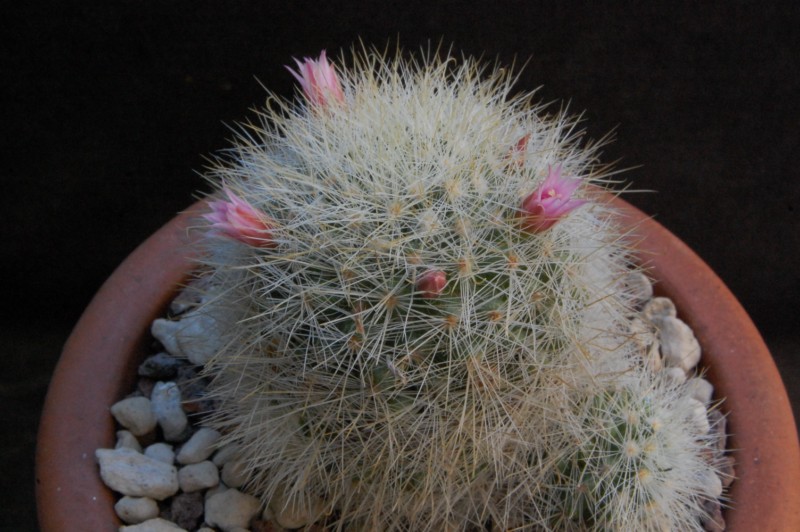 Mammillaria manana 