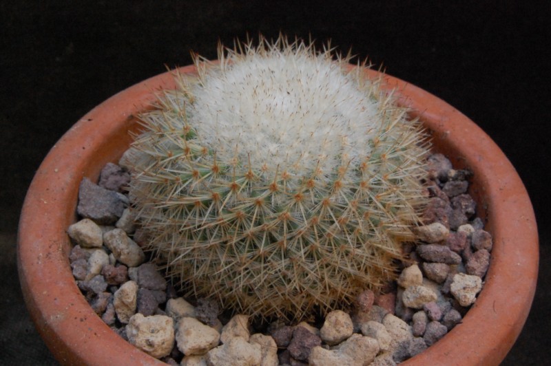 Mammillaria lanigera ML 358