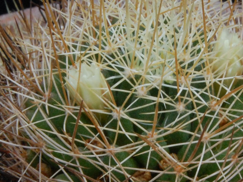 Mammillaria decipiens FO 140