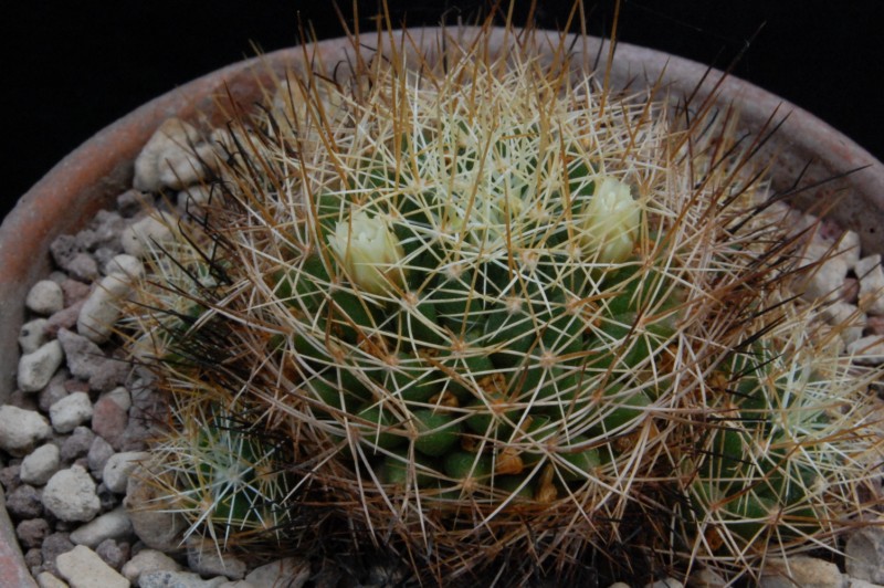 Mammillaria decipiens FO 140