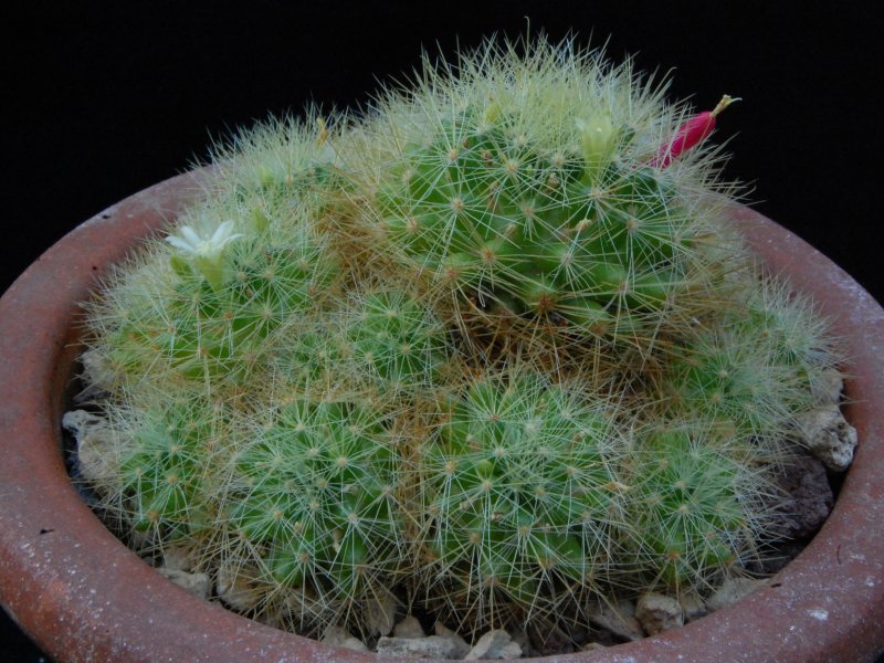 Mammillaria anniana REP 1806