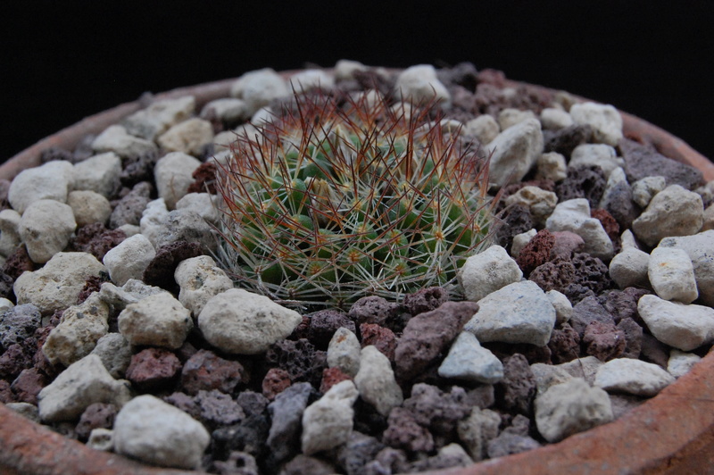 Mammillaria picta MK 080.289