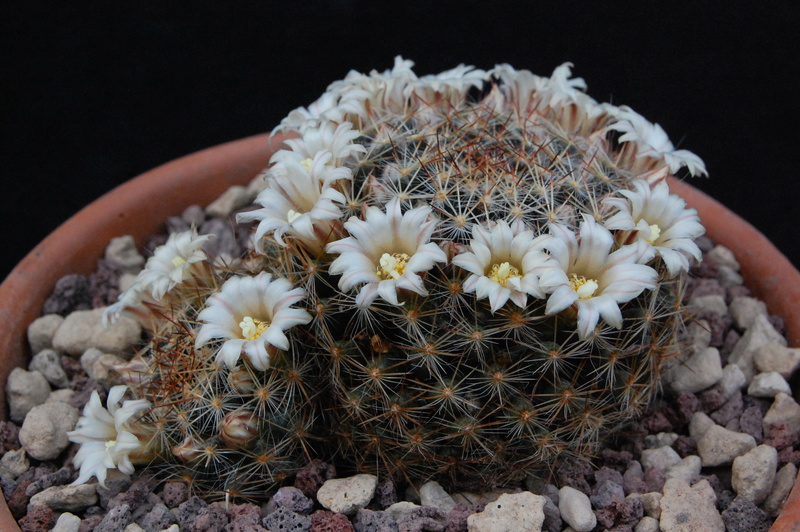 Mammillaria picta ssp. viereckii SB 558