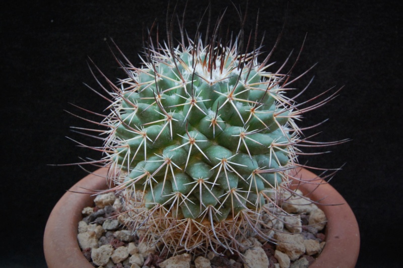 Mammillaria aff. papasquiarensis PN 501