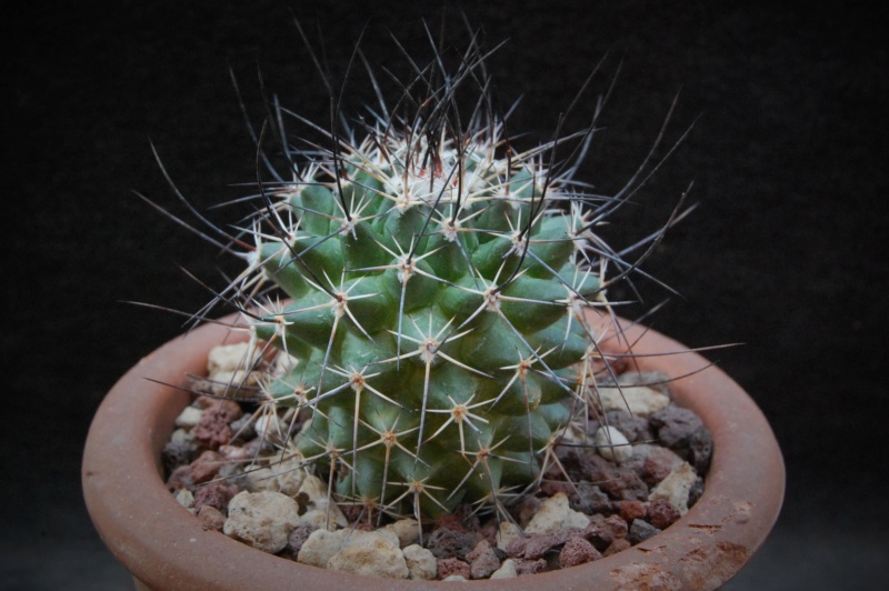 Mammillaria aff. papasquiarensis ROG 307