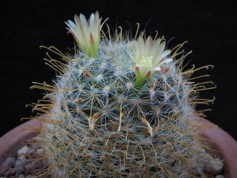 Mammillaria aurihamata AdB 1.41