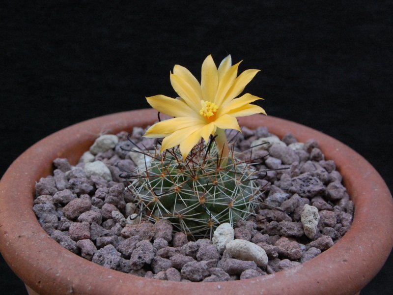 Mammillaria beneckei 