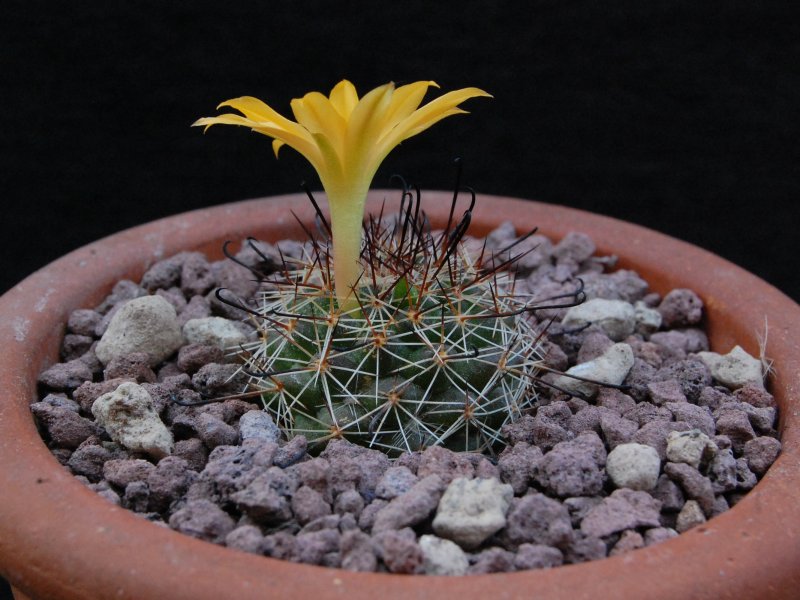 Mammillaria beneckei 