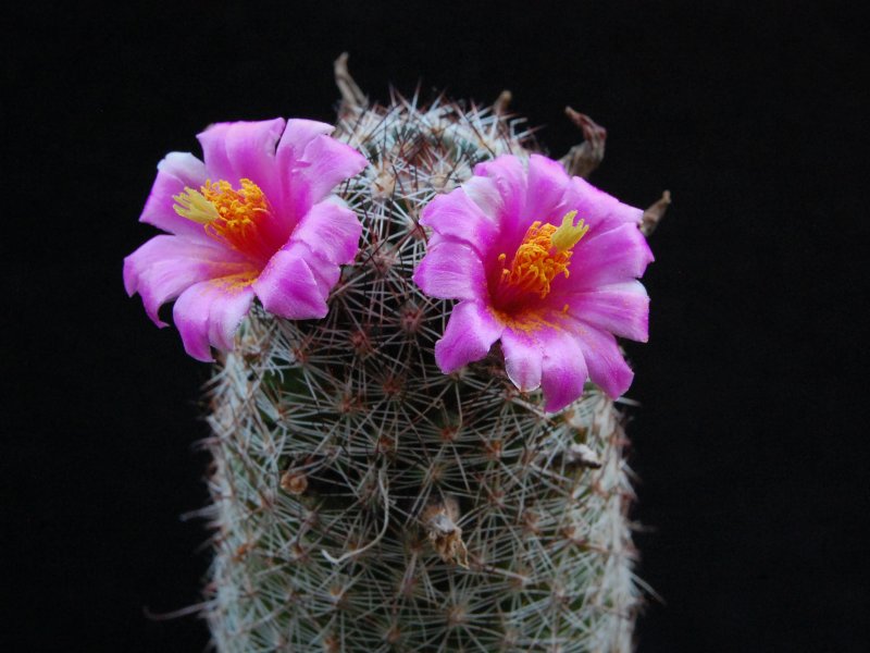 Mammillaria alamensis WM 8360