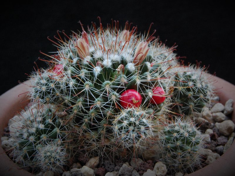 Mammillaria oteroi ML 351