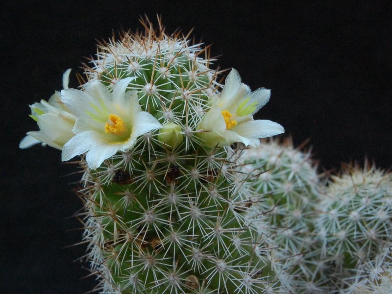 Mammillaria multidigitata 