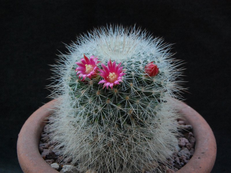 Mammillaria nunezii H.O. 267