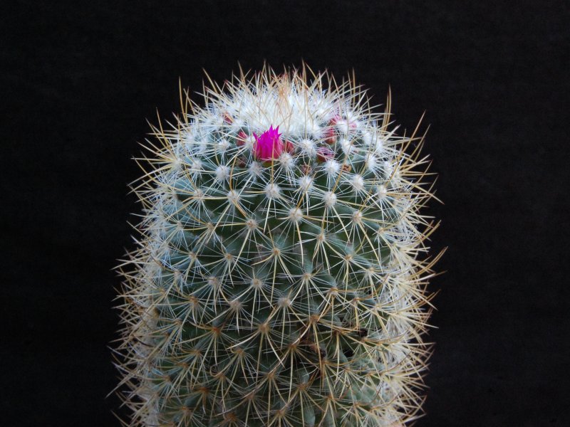 Mammillaria odieriana REP 1172