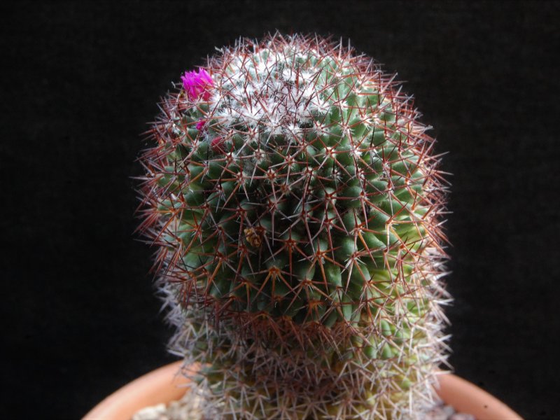 Mammillaria kewensis 