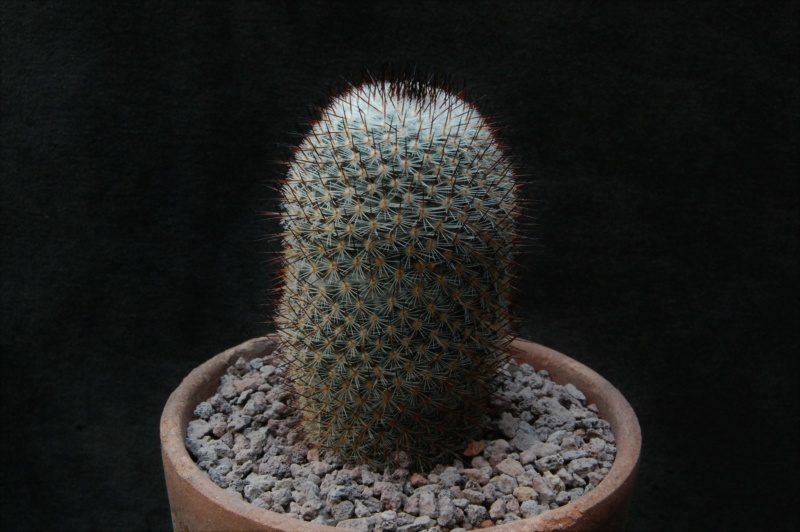 Mammillaria vaupelii REP 949