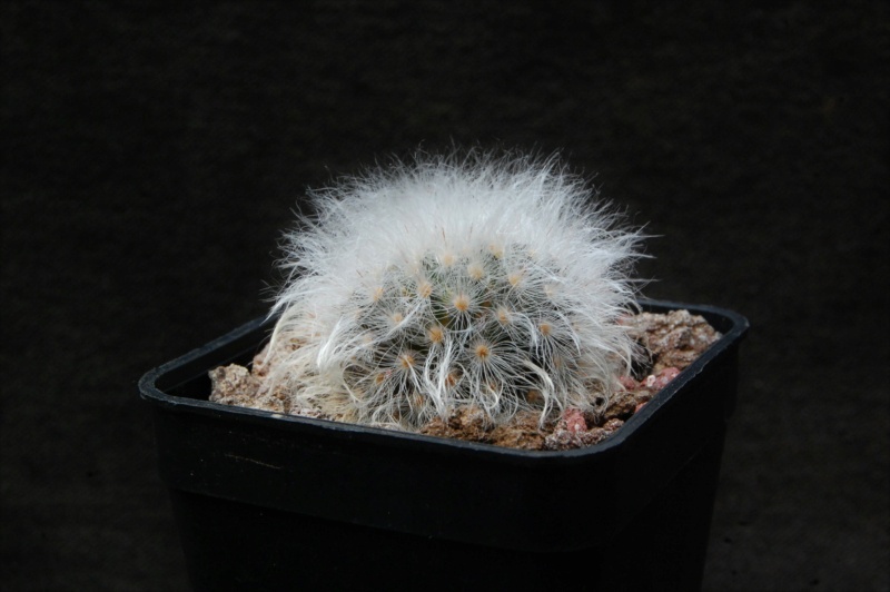 Mammillaria albicoma RS 1234