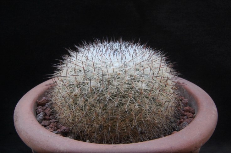 Mammillaria sinforosensis ssp. marionae ROG 730