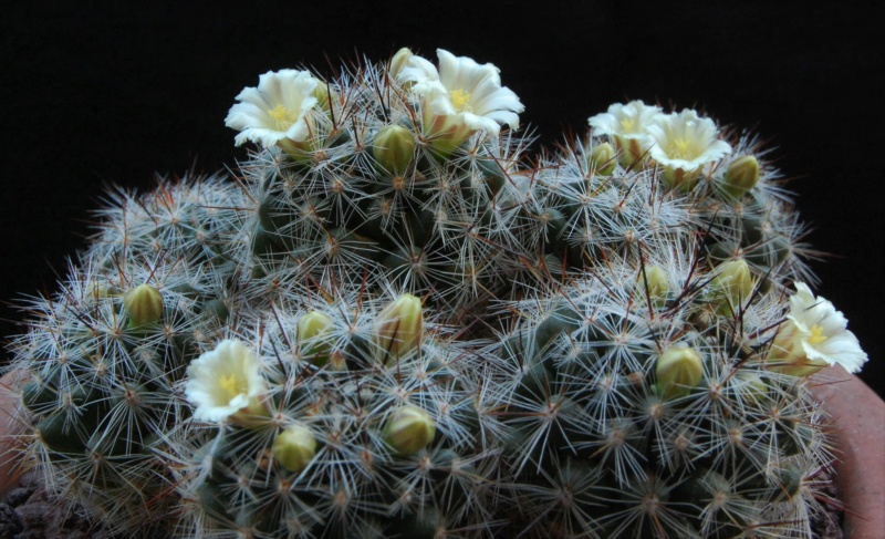 mammillaria vetula