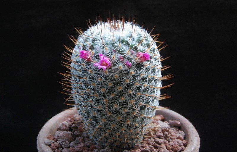 Mammillaria haageana 