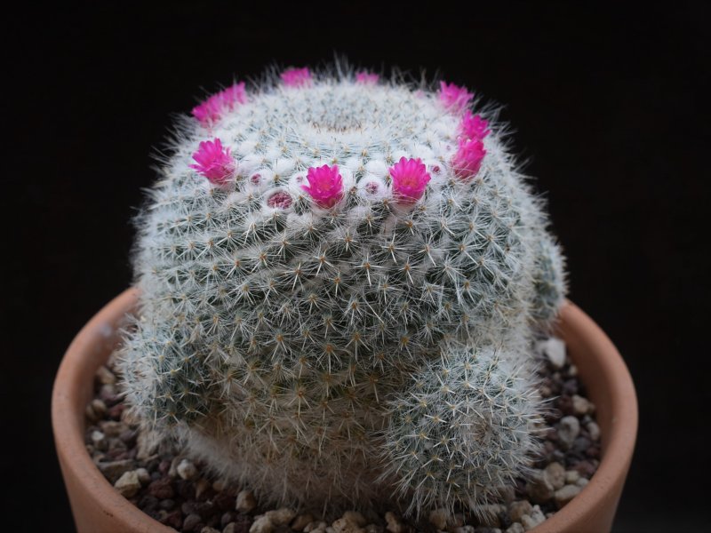 Mammillaria hahniana 