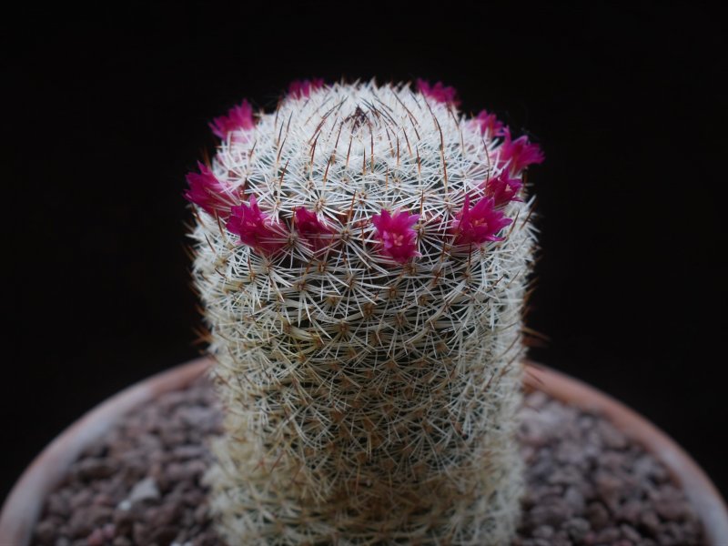 Mammillaria haageana DAR 091a