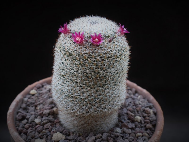 Mammillaria aff. monticola REP 843