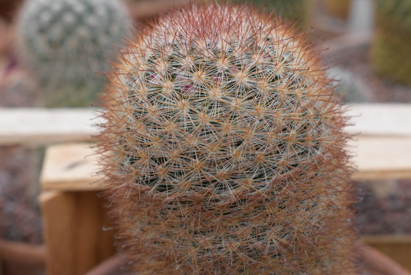 Mammillaria berkiana TL 756