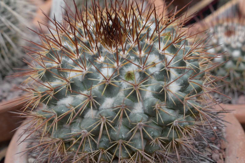 Mammillaria petrophila LAU 52