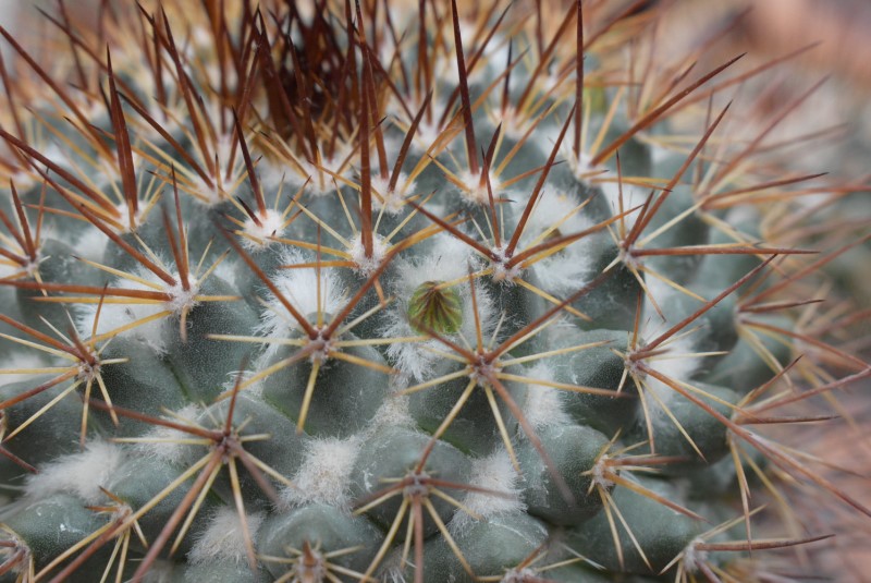 Mammillaria petrophila LAU 52