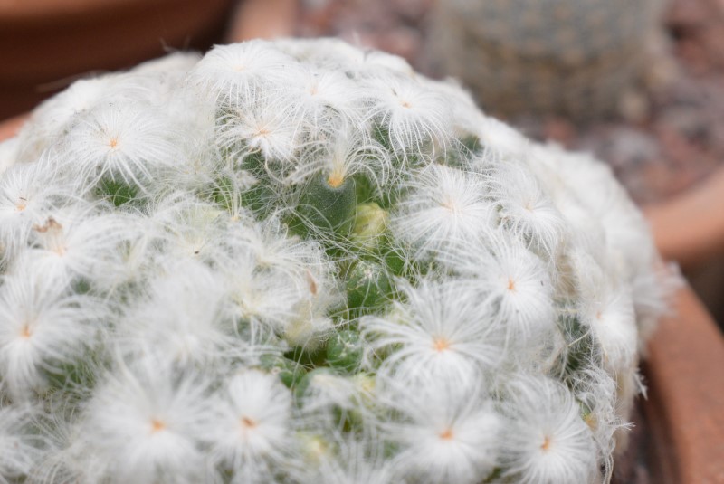 Mammillaria plumosa 