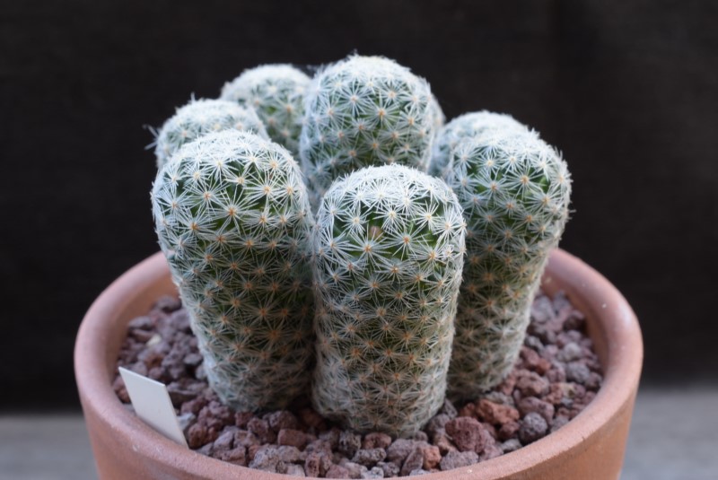 Mammillaria schiedeana ssp. giselae H.O. 485