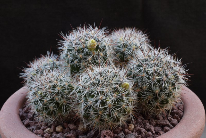 Mammillaria vetula 