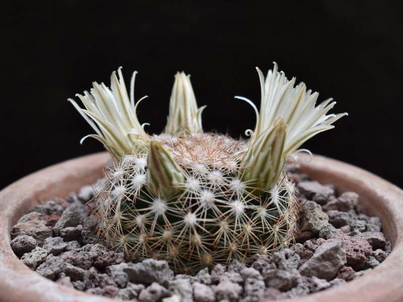 Mammillaria coahuilensis ssp. albiarmata 