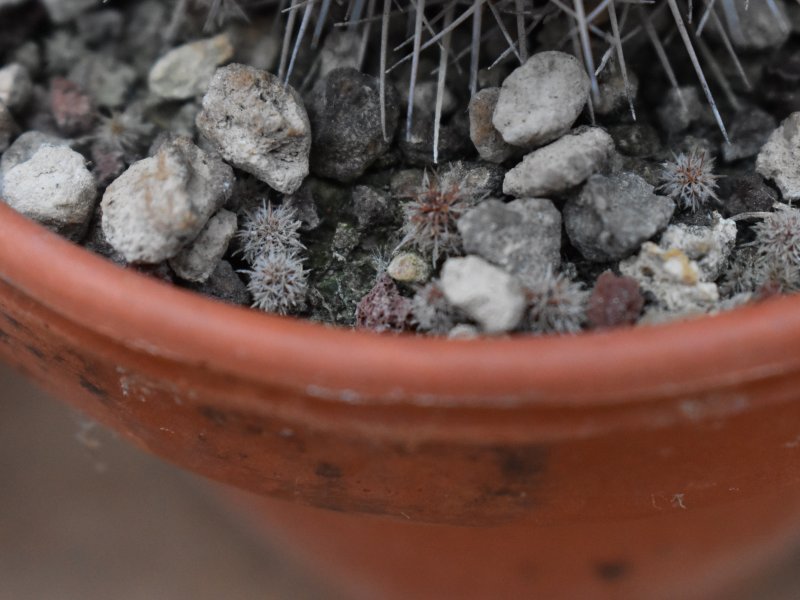 Mammillaria polythele ssp. durispina 