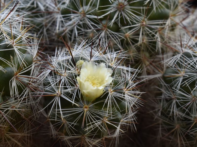 Mammillaria vetula 