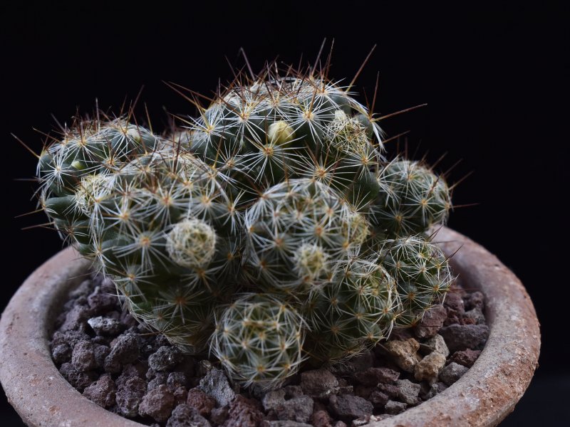 Mammillaria vetula ssp. gracilis f. pulchella 