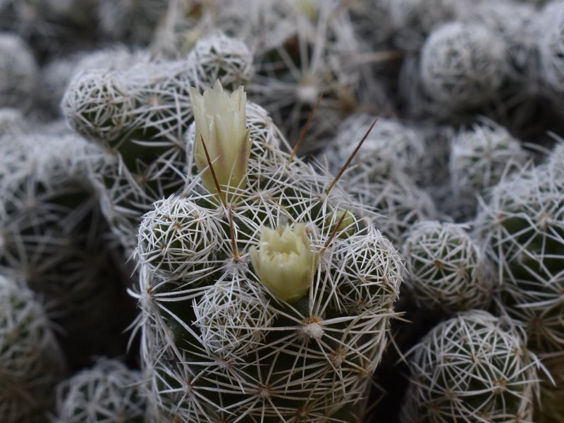 Mammillaria vetula ssp. gracilis P 461