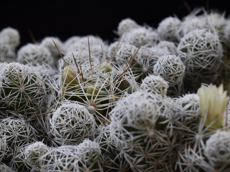 Mammillaria vetula ssp. gracilis P 461